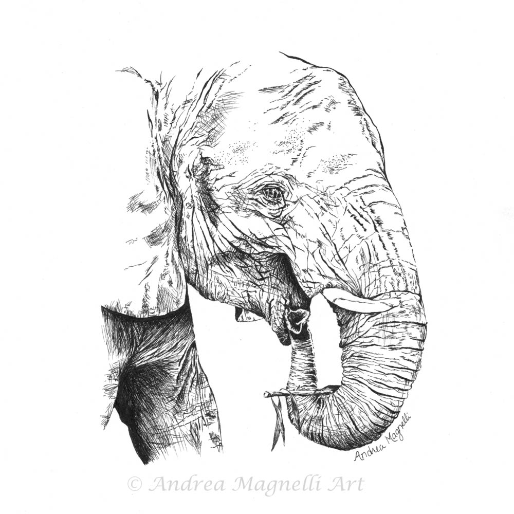 Pen and ink drawing of an African Elephant