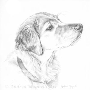 Graphite pencil drawing of a Golden Retriever puppy