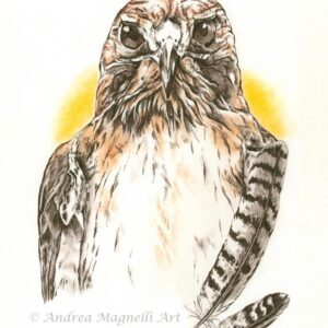 Red Tail Hawk pen and ink drawing