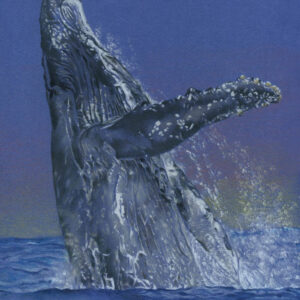 Humpback Whale drawing in colored pencil