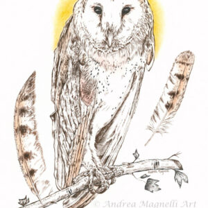 Barn Owl pen and ink drawing