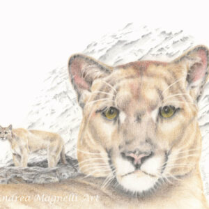 Cougar Drawing in Colored Pencil