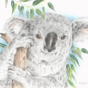 Colored pencil drawing of a koala