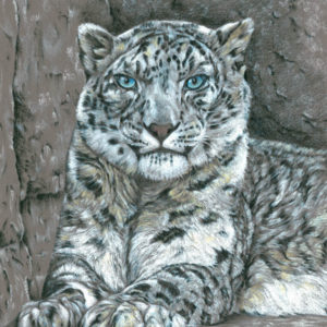 Colored pencil drawing of a snow leopard