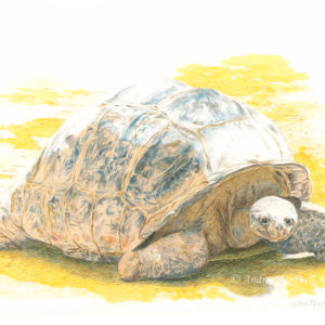 Colored pencil and watercolor drawing of a Galapagos Tortoise