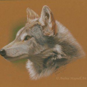Colored pencil drawing of a gray wolf