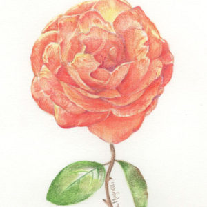 Colored pencil and watercolor pencil drawing of an orange rose